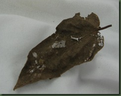 real leaf