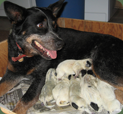 seven pups