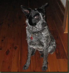 Bruno1
