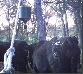 cowcorn
