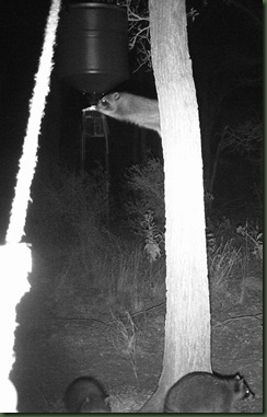 raccooncorn